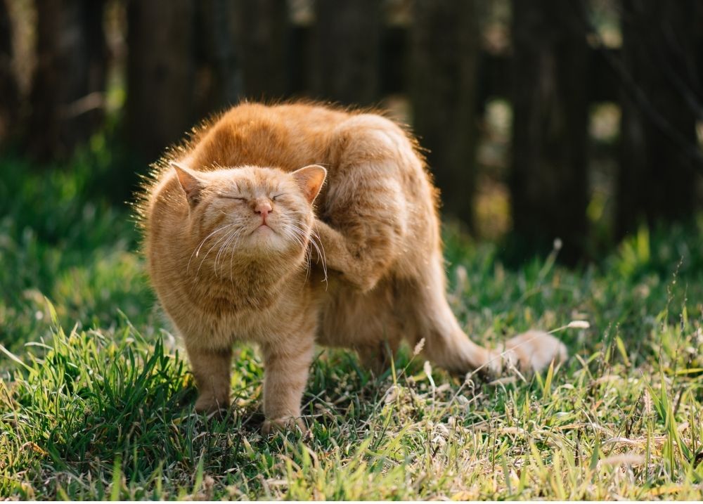 Stress & Anxiety in Cats