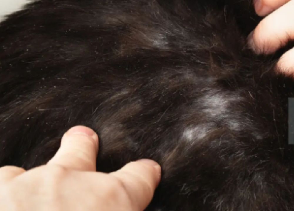 Cat being groomed