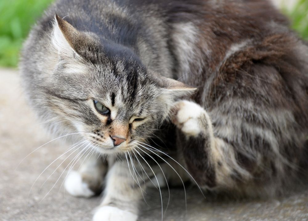 Cat with coat being checked