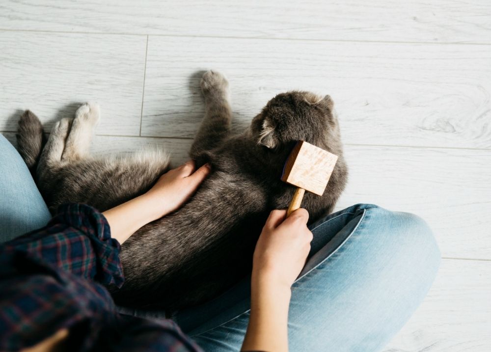 Cat being brushed gently