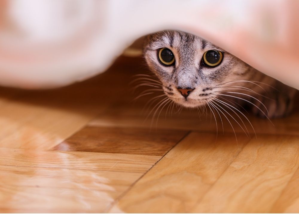 Stress & Anxiety in Cats