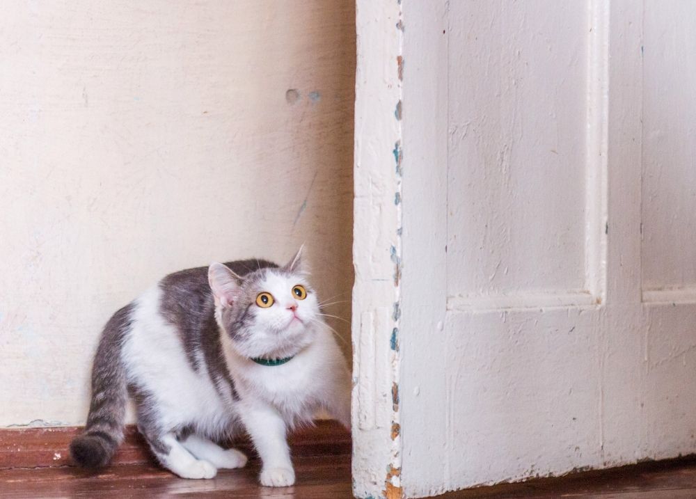 Cat looking alert and cautious