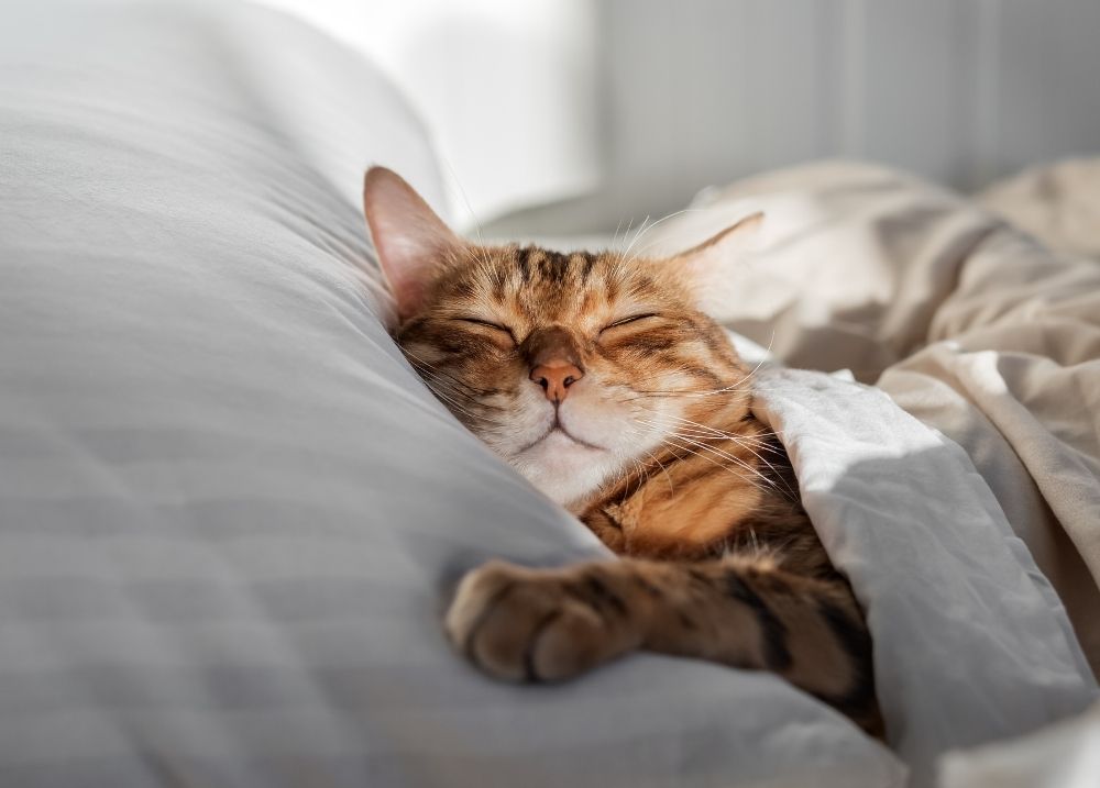 Owner gently supporting a nervous cat
