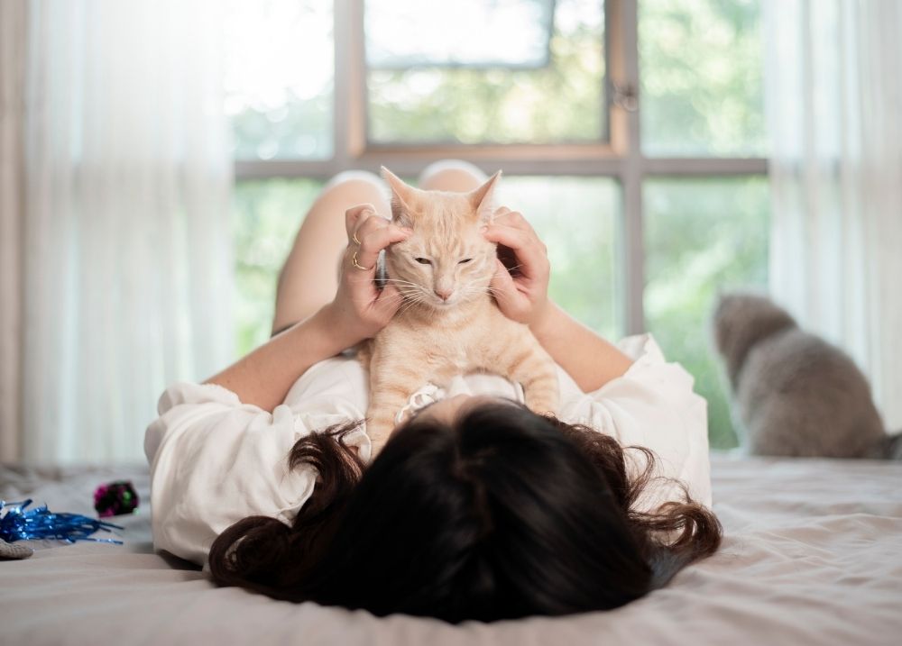 Cat playing and bonding with owner