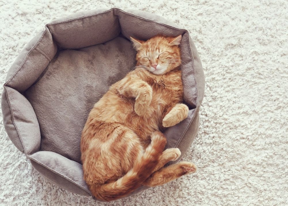 Cat resting in a safe cosy space