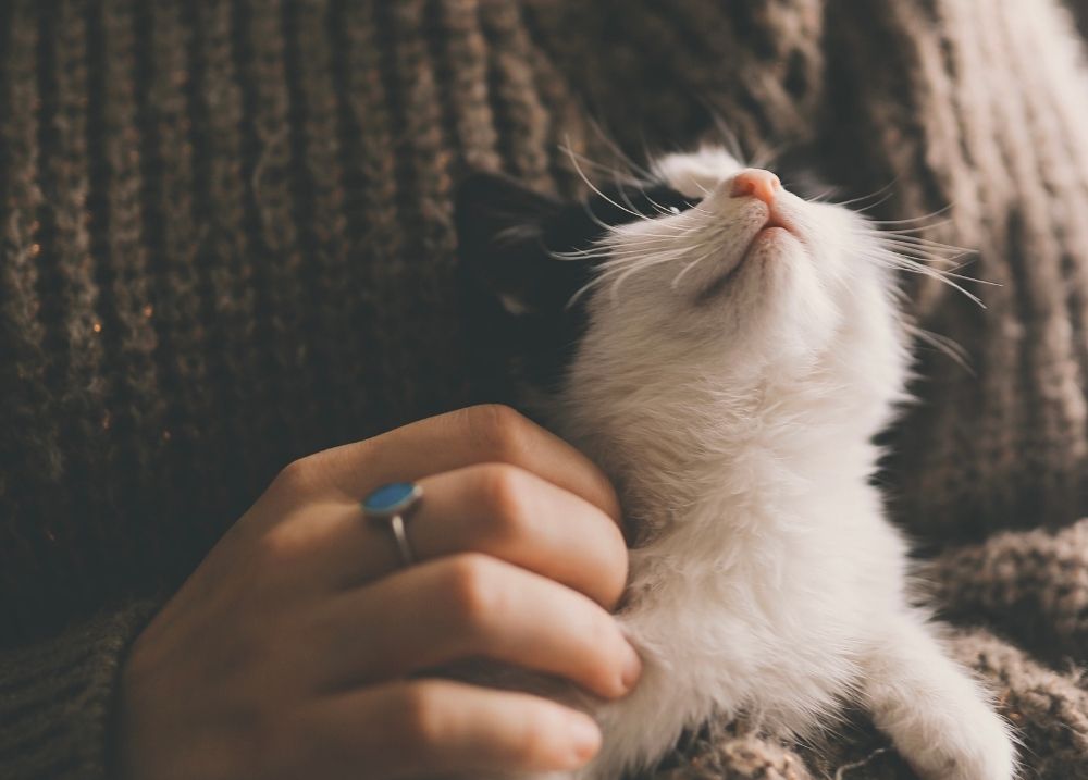 Stress & Anxiety in Cats