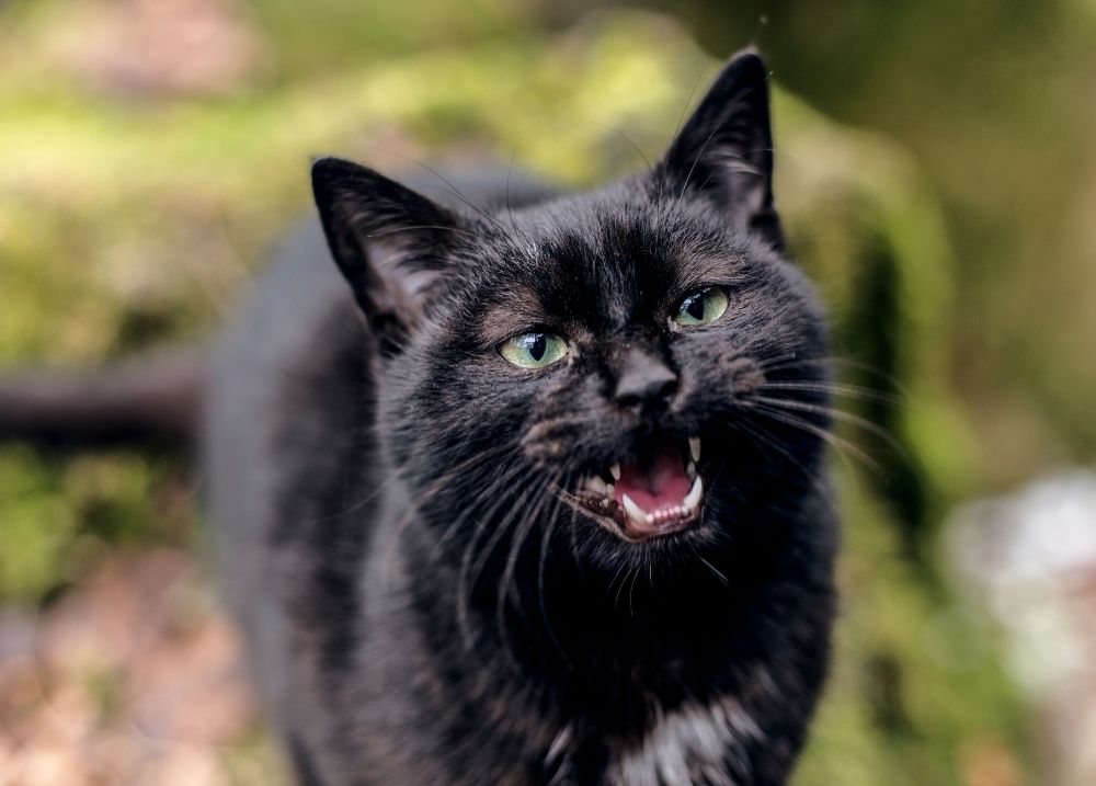 Cat communicating