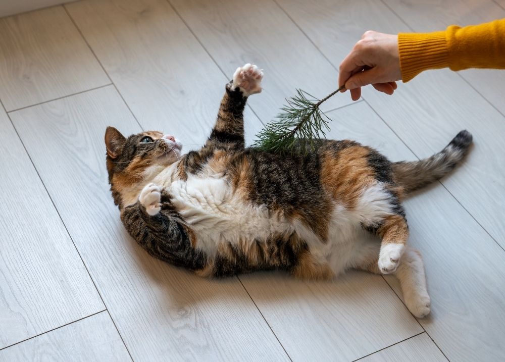Cat playing