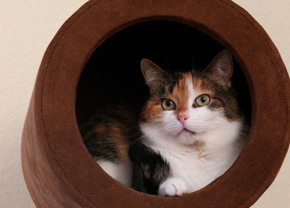 Cat relaxing in its own space