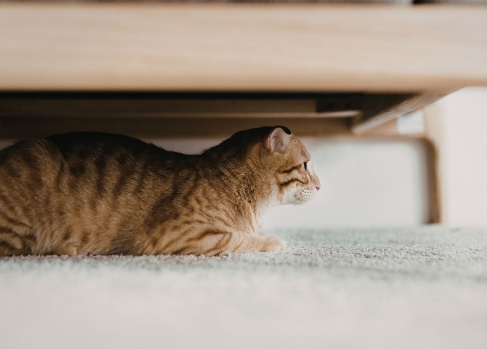 Calm cat at home