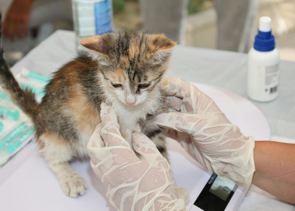 Cat receiving care