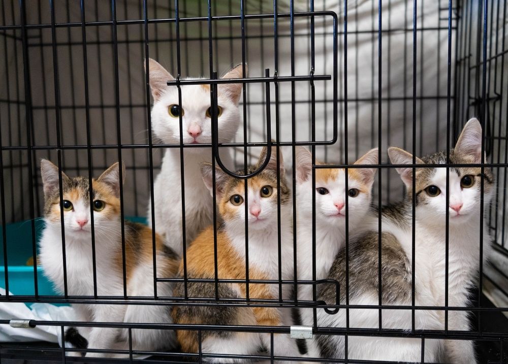 Cat charity donation concept