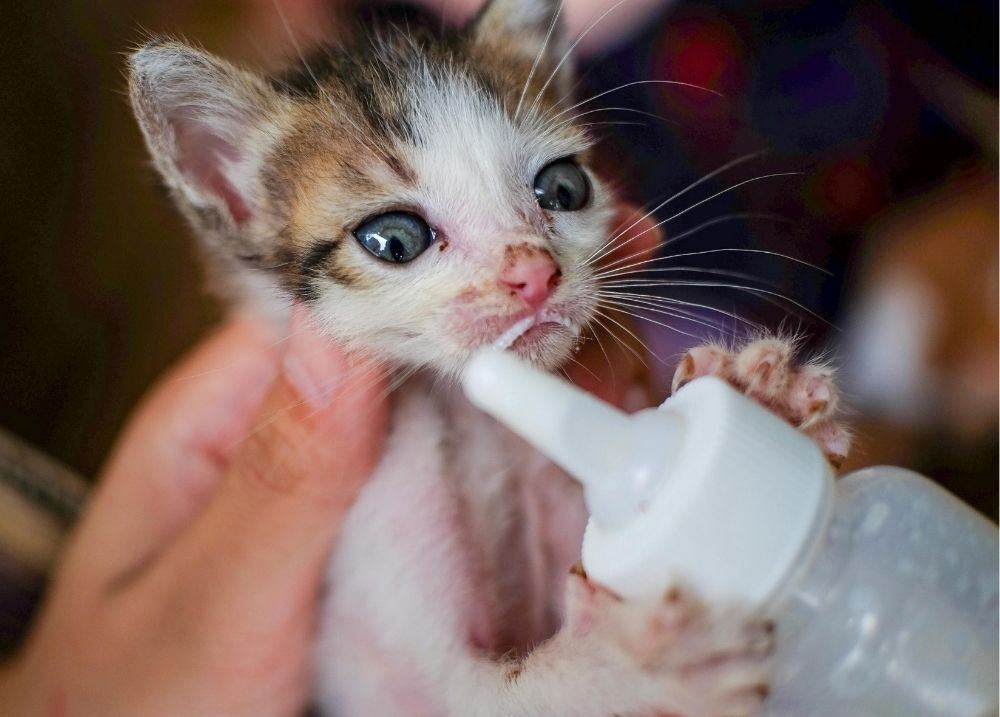 Cat food and supplies