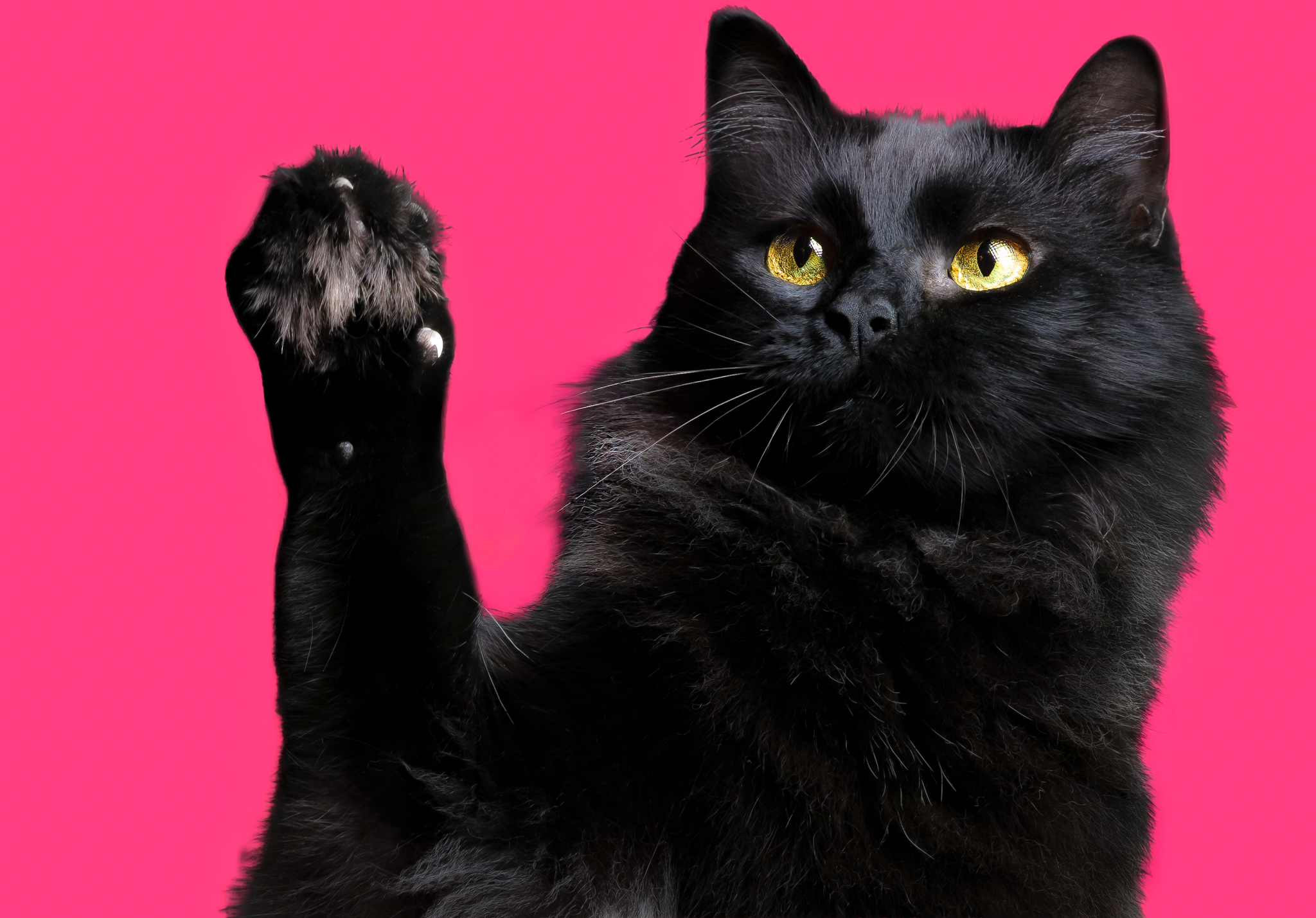 Shiny coated cat