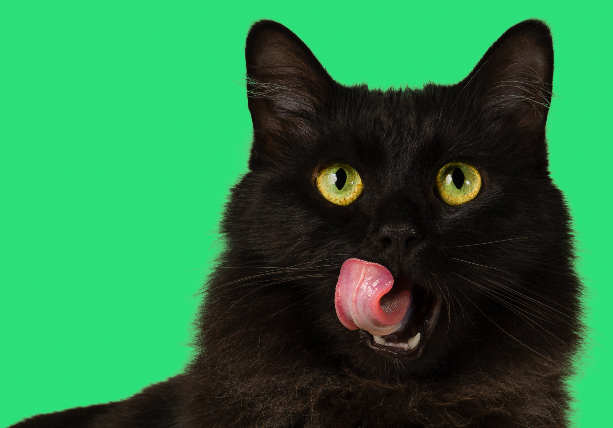 Cat with healthy appetite