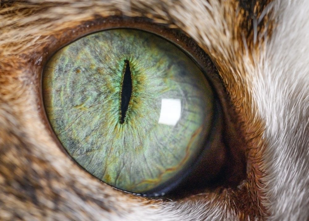 Cat with bright eyes