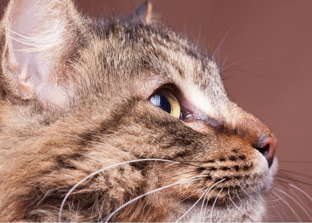 Cat being gently checked