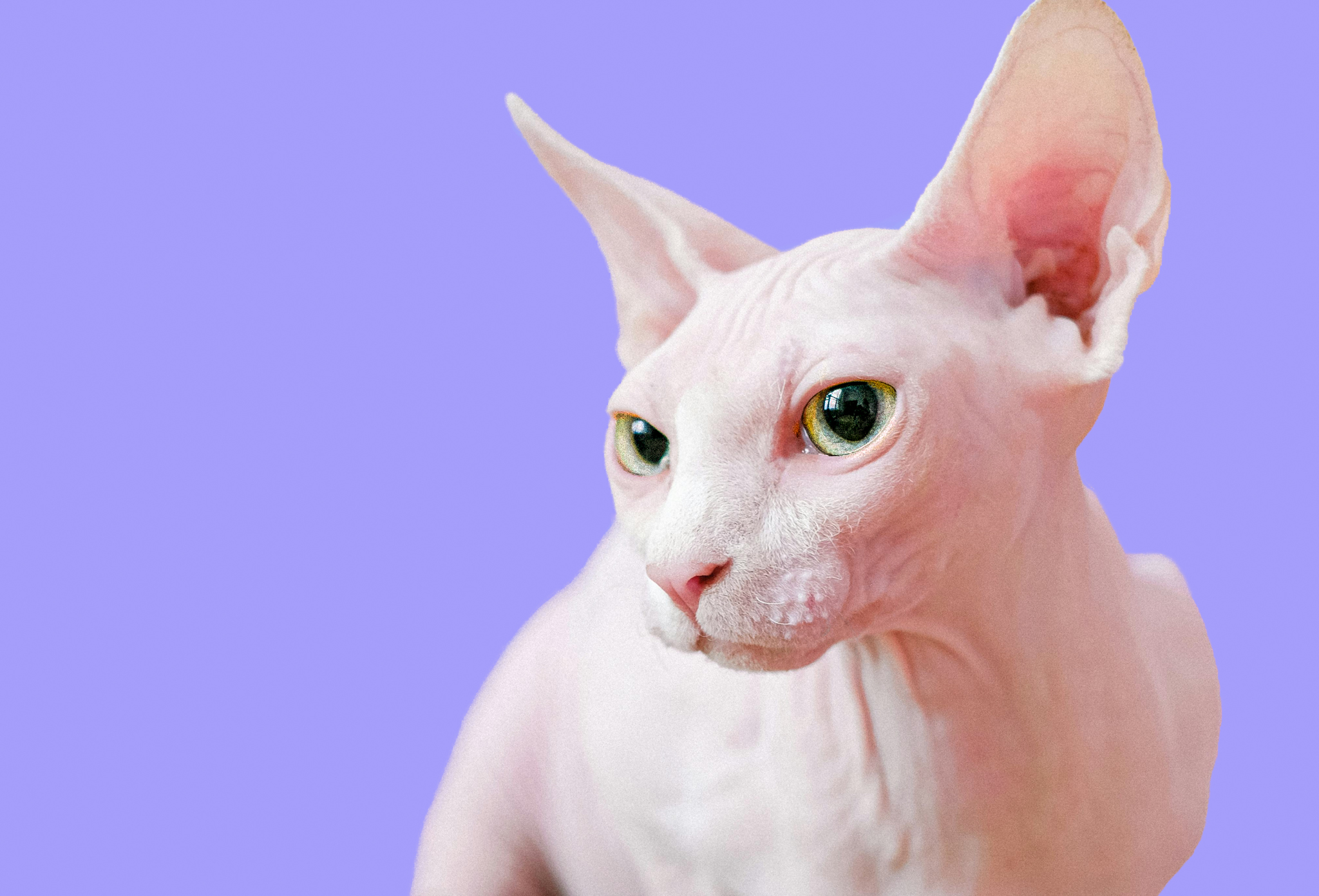Bright-eyed cat