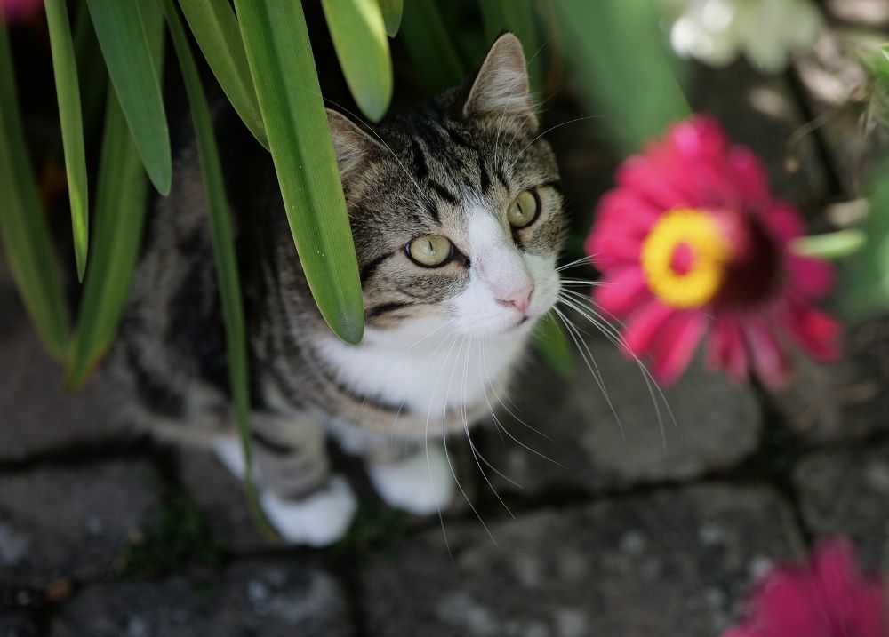Stress & Anxiety in Cats