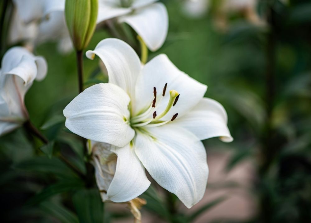 Cat safety warning about lilies