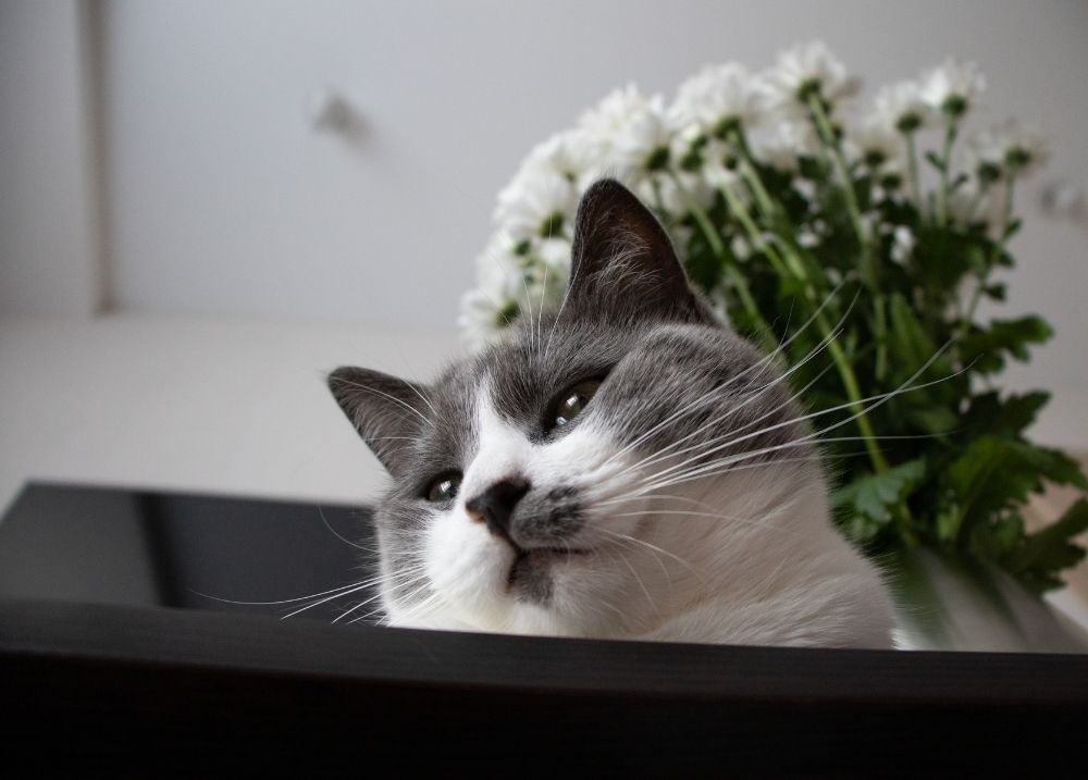 Bouquet flowers and cat safety