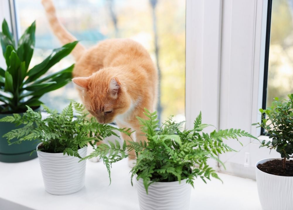 Common houseplants toxic to cats