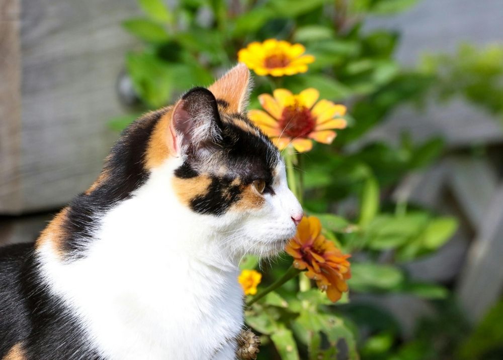 Garden plants toxic to cats