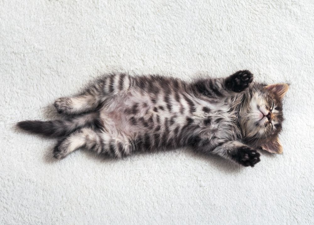 Cat eating calmly