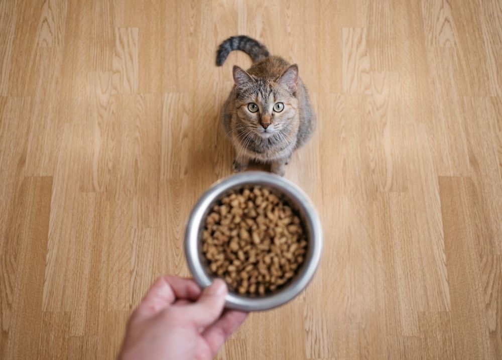 Cat eating calmly