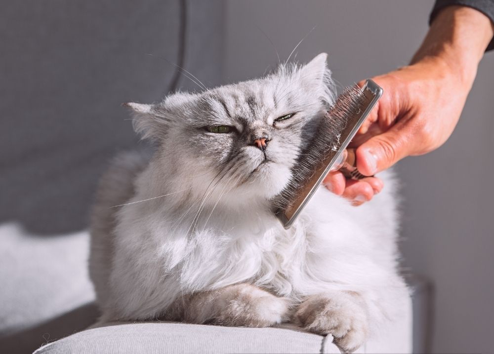 Cat drinking water