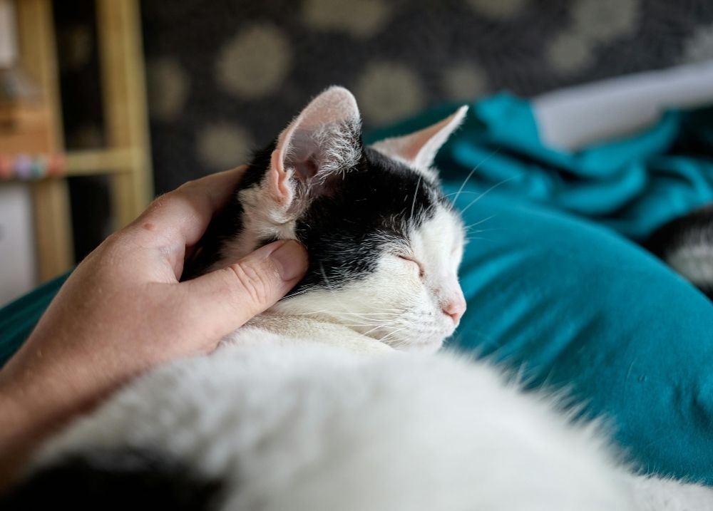 Relaxed cat resting