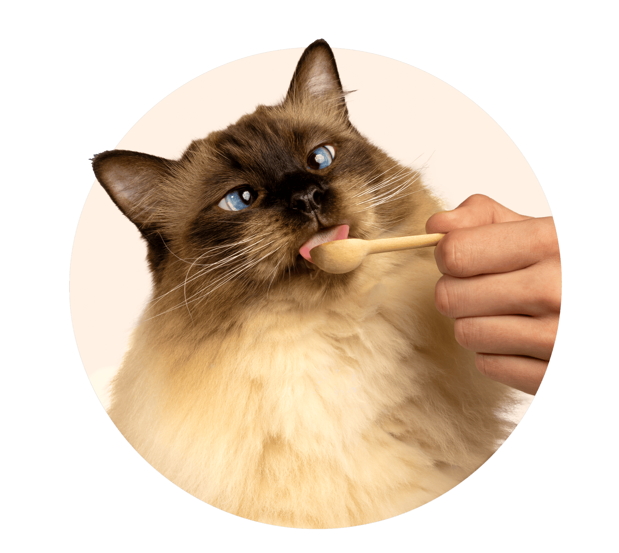 Hero Cat