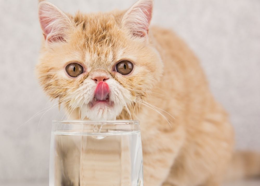 Stress & Anxiety in Cats