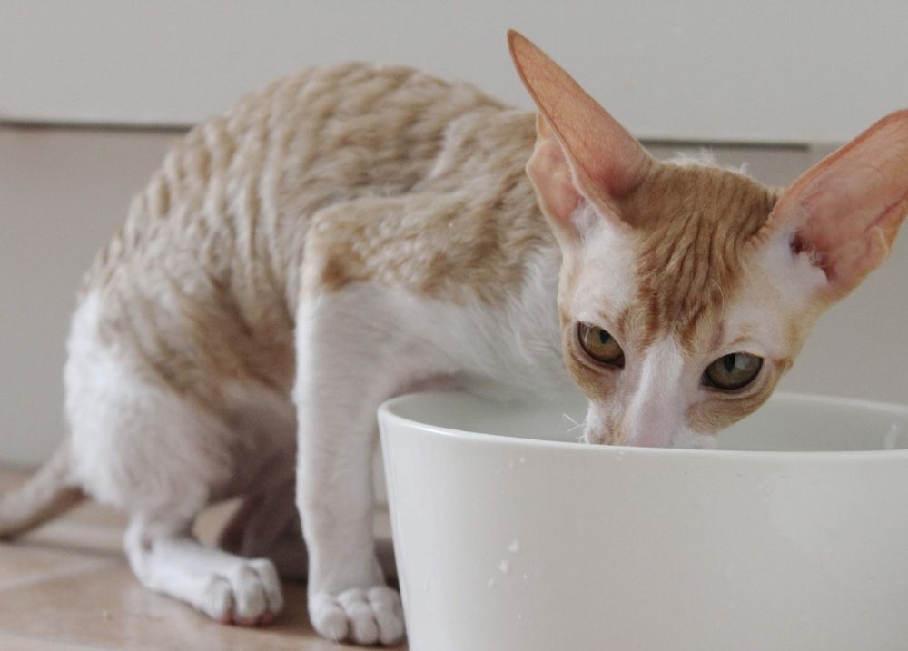 Cat relaxing