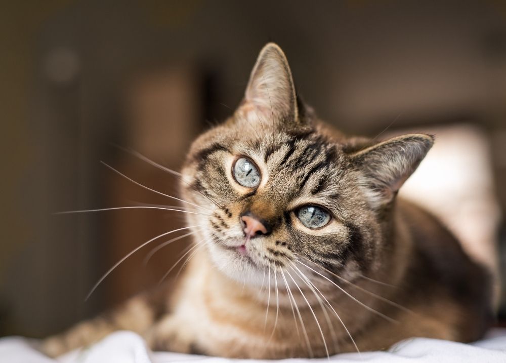 Happy cat success story