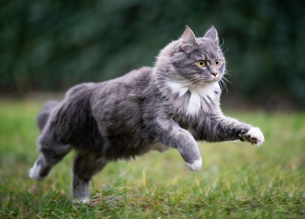 Cat stretching and moving comfortably