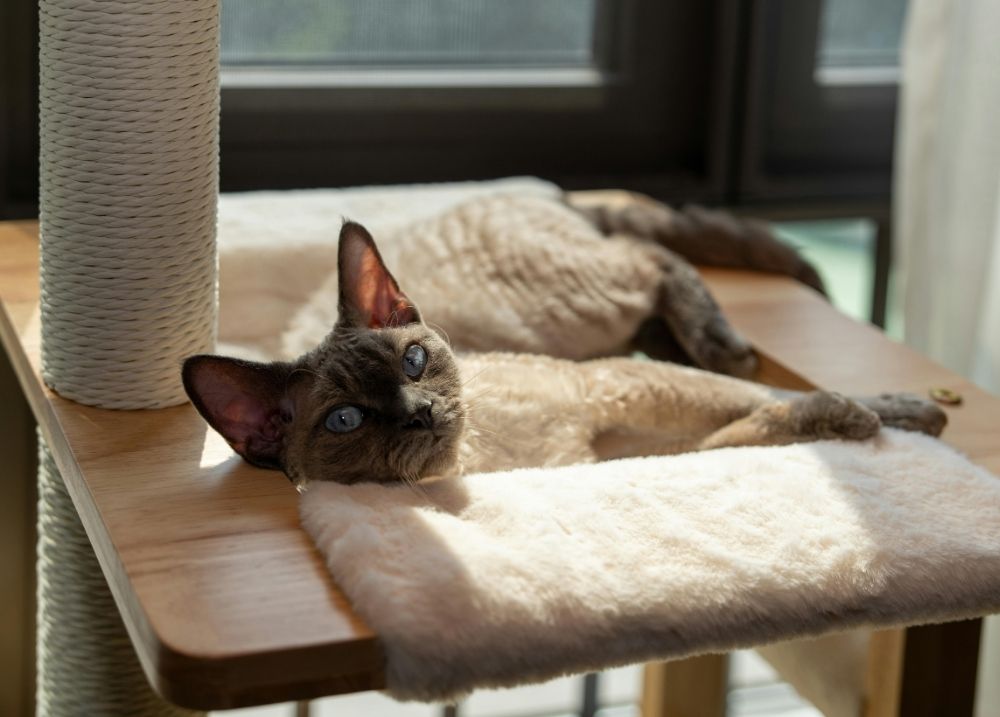 Cat using an easy climbing route