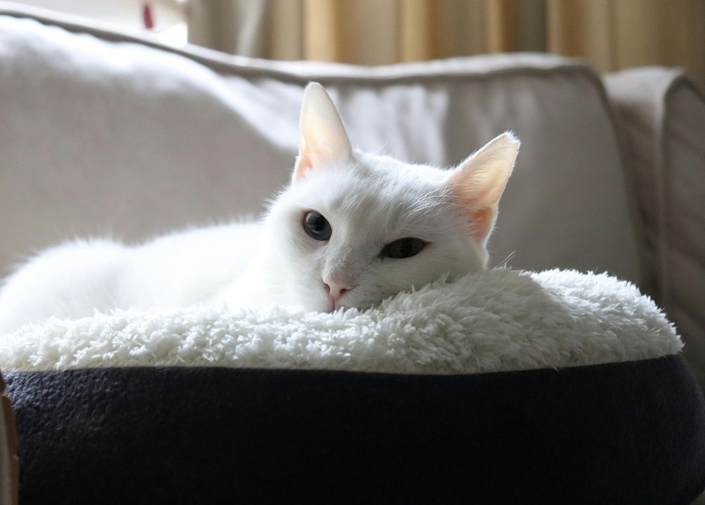Cat resting in a warm cosy bed