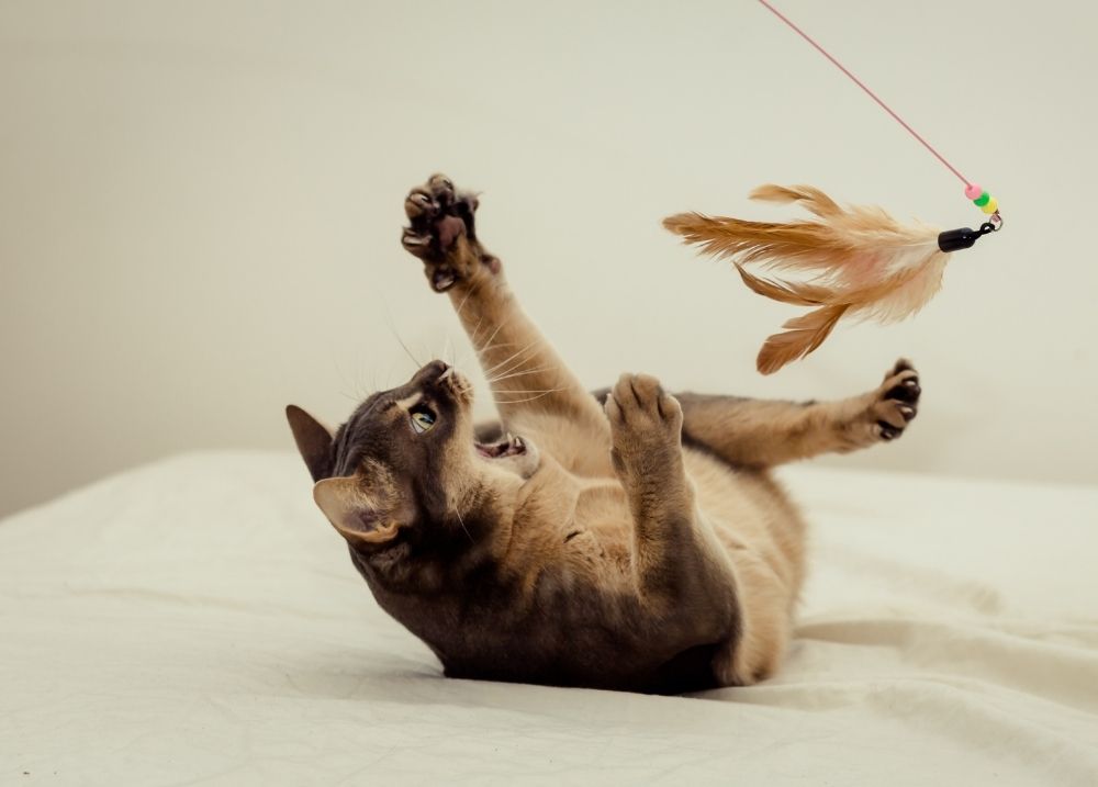 Cat doing gentle play