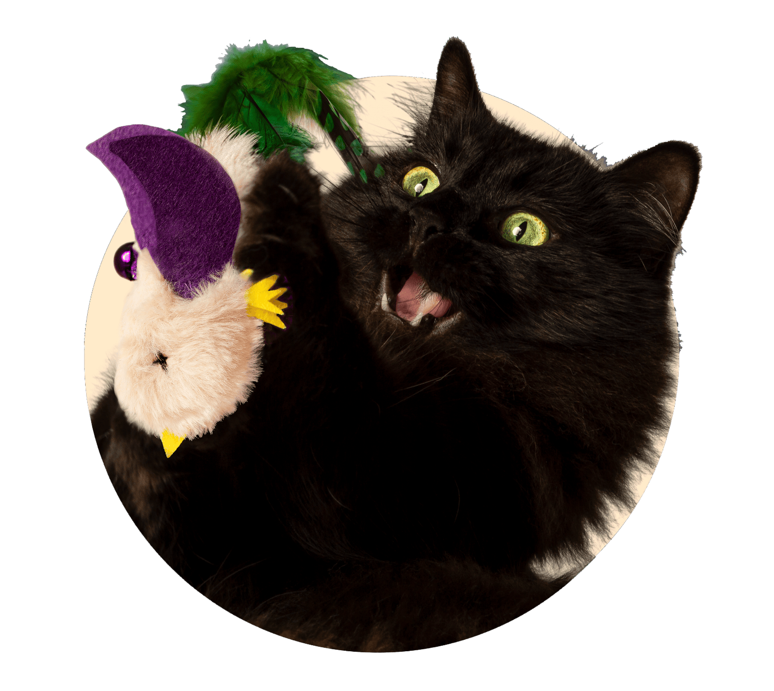 Hero Cat