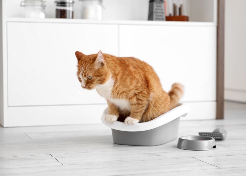 Cat digestion guide