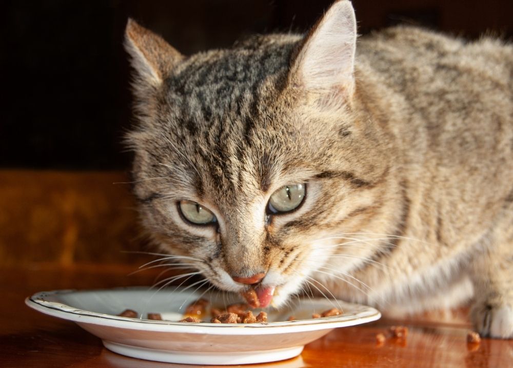 Cat eating food