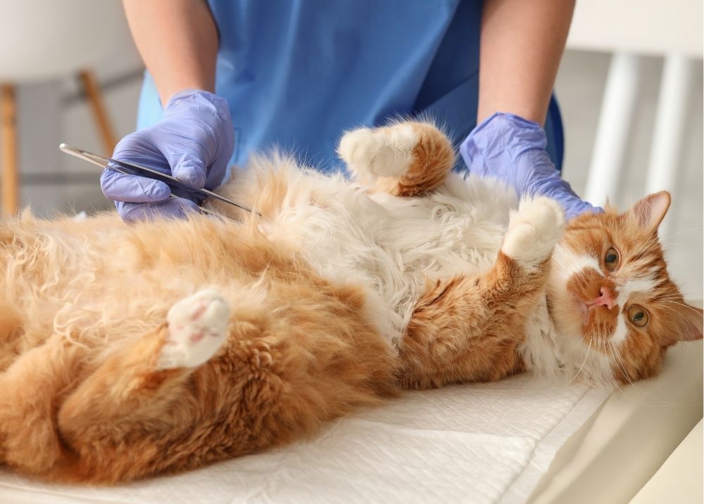 Cat health check